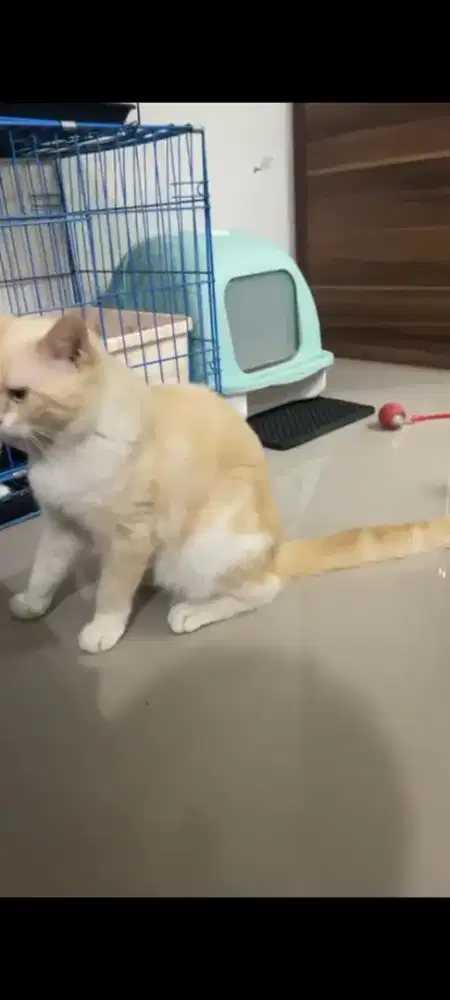 Scottish straight shorts hair jantan