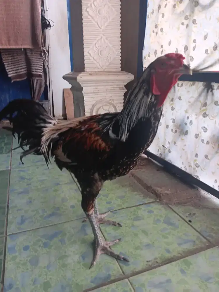 Jual ayam kesayangan usia 9 bln