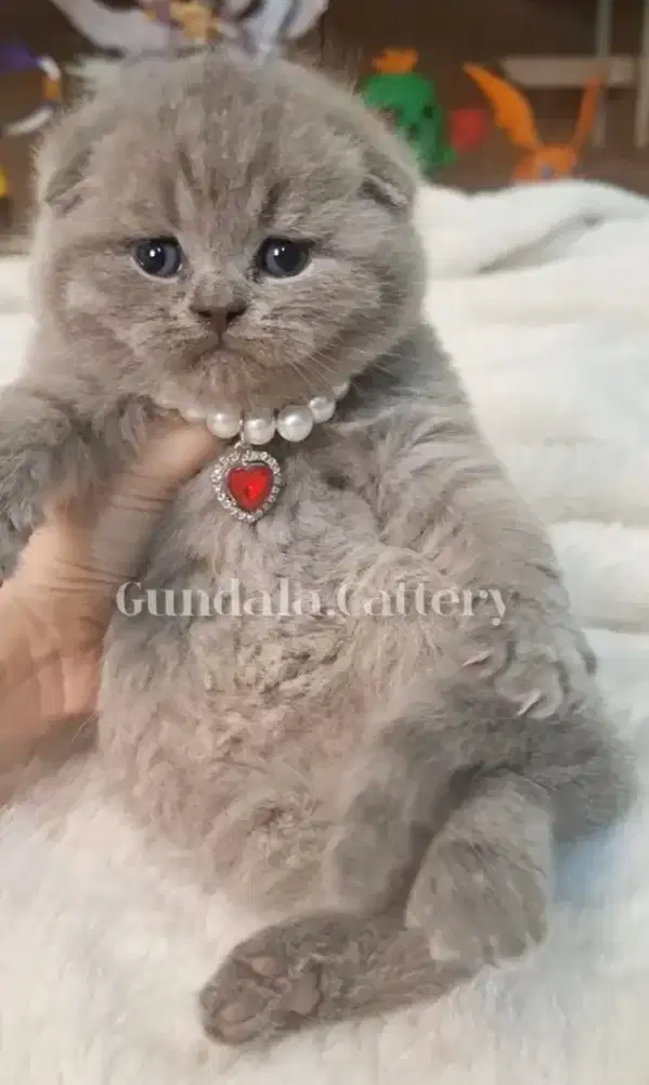 Kucing Scottish Fold