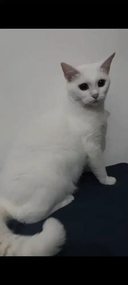 Scottish straight shorthair