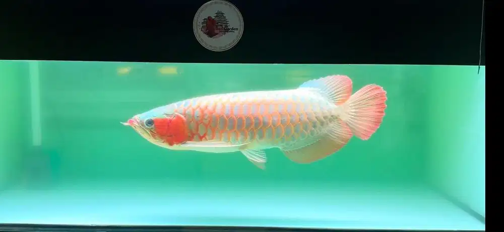 Super Red Arowana 55cm Jantan Blue Base Ekor Besar Dayung Panjang