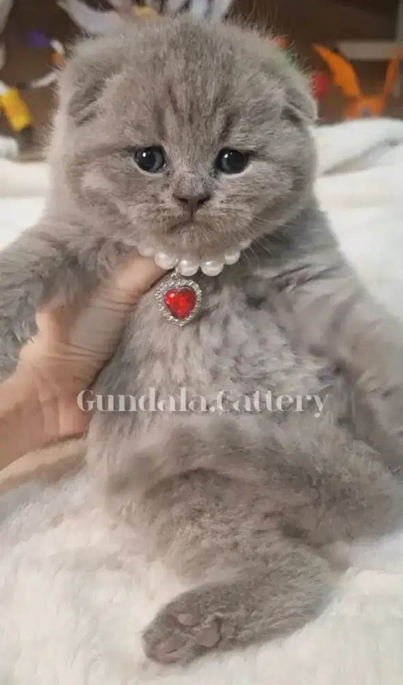 Kucing Scottish Fold Lucu