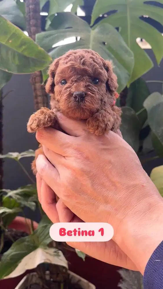 Toy Poodle Betina & Jantan