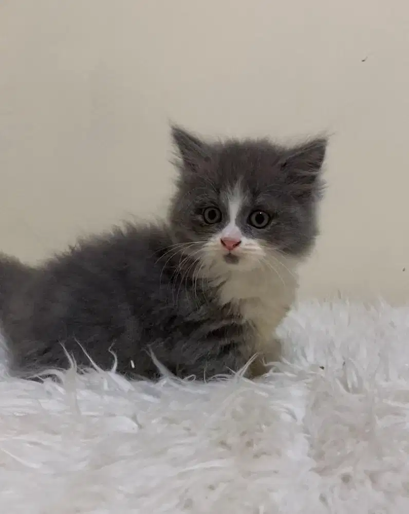 Munchkin BSH (cebol) Line Cina