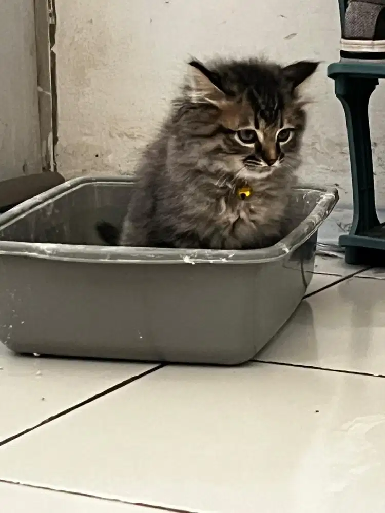 Kucing kitten 3 bulan betina