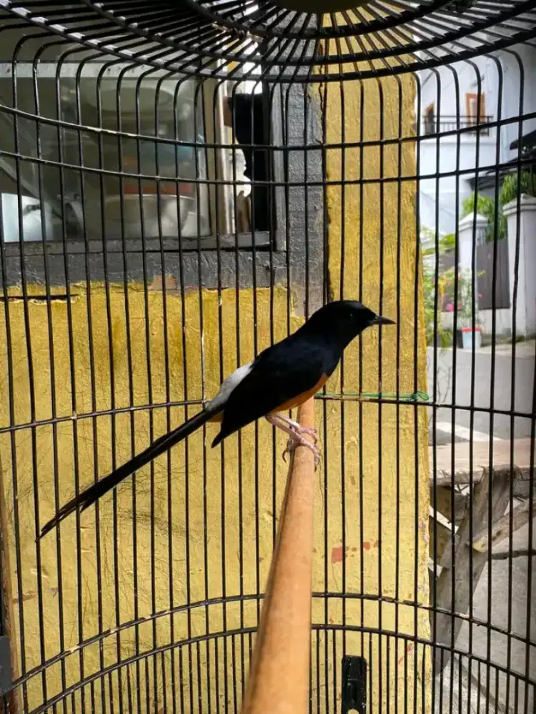 Jual murai batu muda hutan mulus