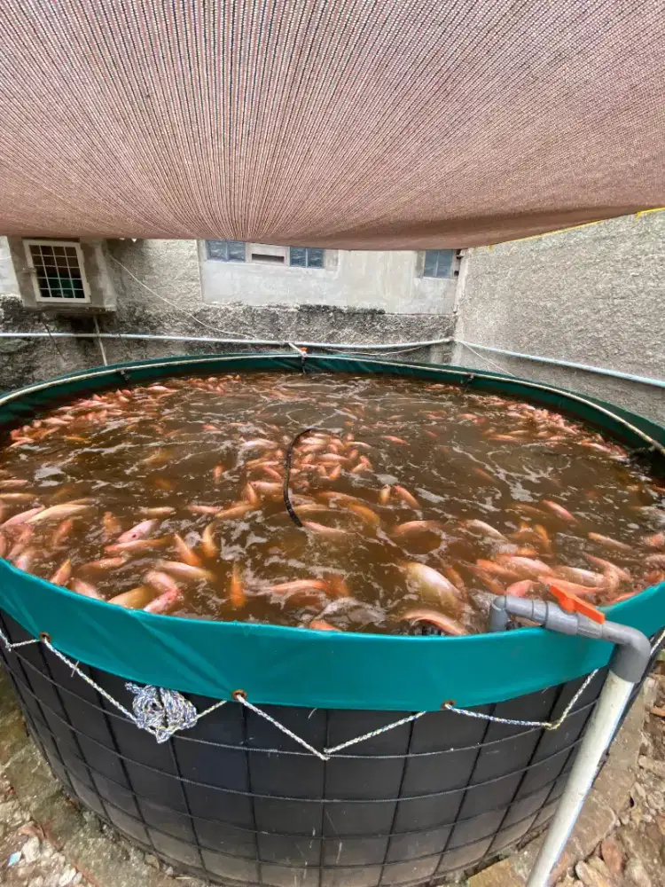 D jual ikan Nila Merah d budi daya d bio plog