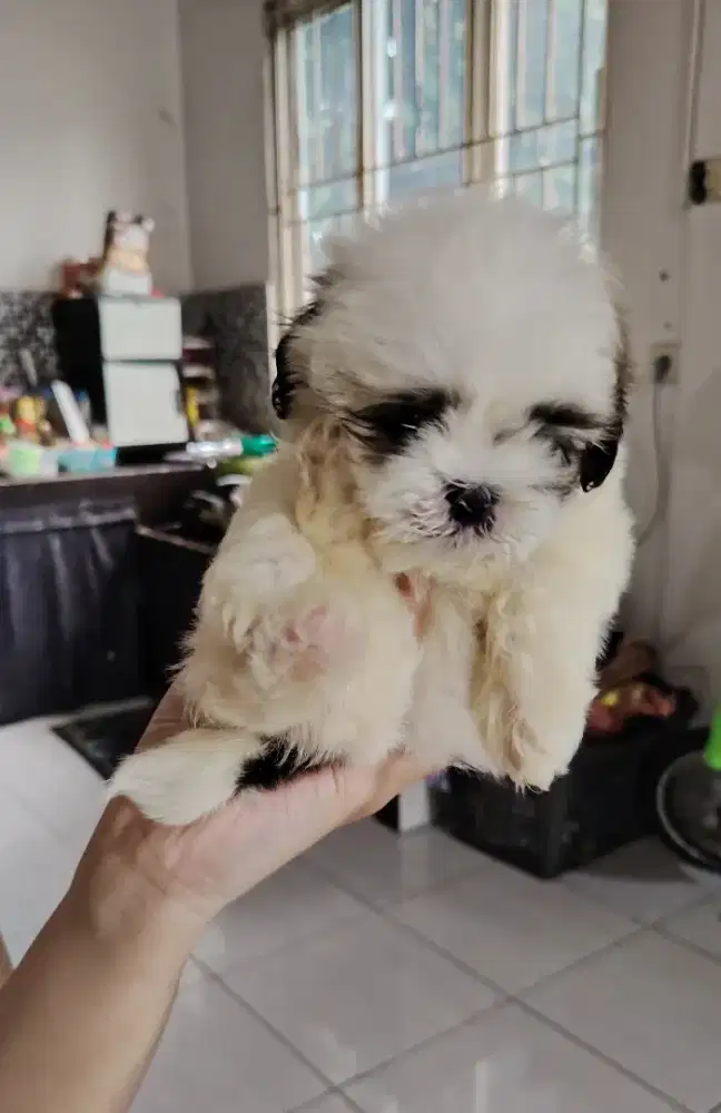 Anak anjing shit tzu umur 1,5 bln