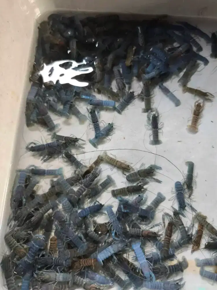 Bibit lobster air tawar