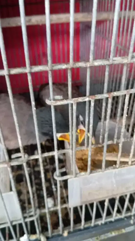 Jual anakan jalak nias jinak mandiri hasil ternakan sendiri