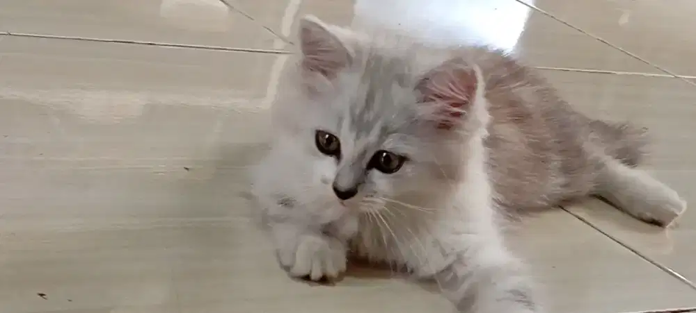 Kitten Persia Long Hair istimewa.