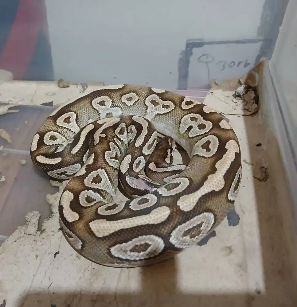 Dijual ball phytn Pastel Mojave dan Mocha Spider