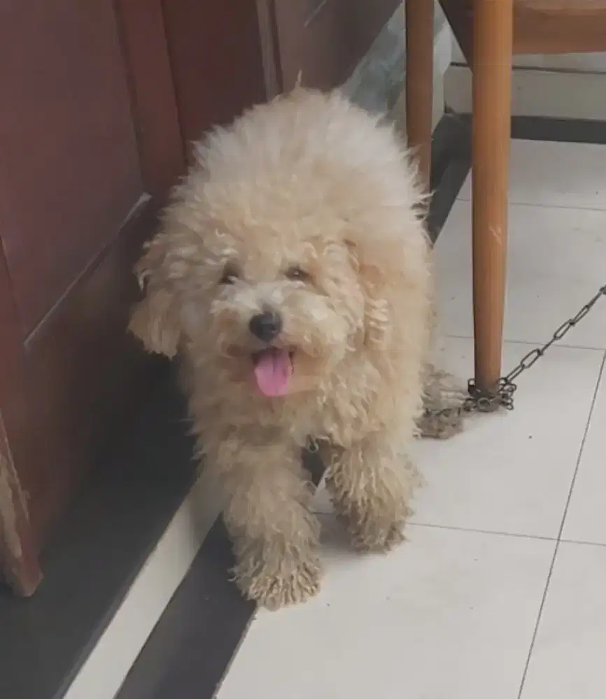 Poodle stambum Jantan