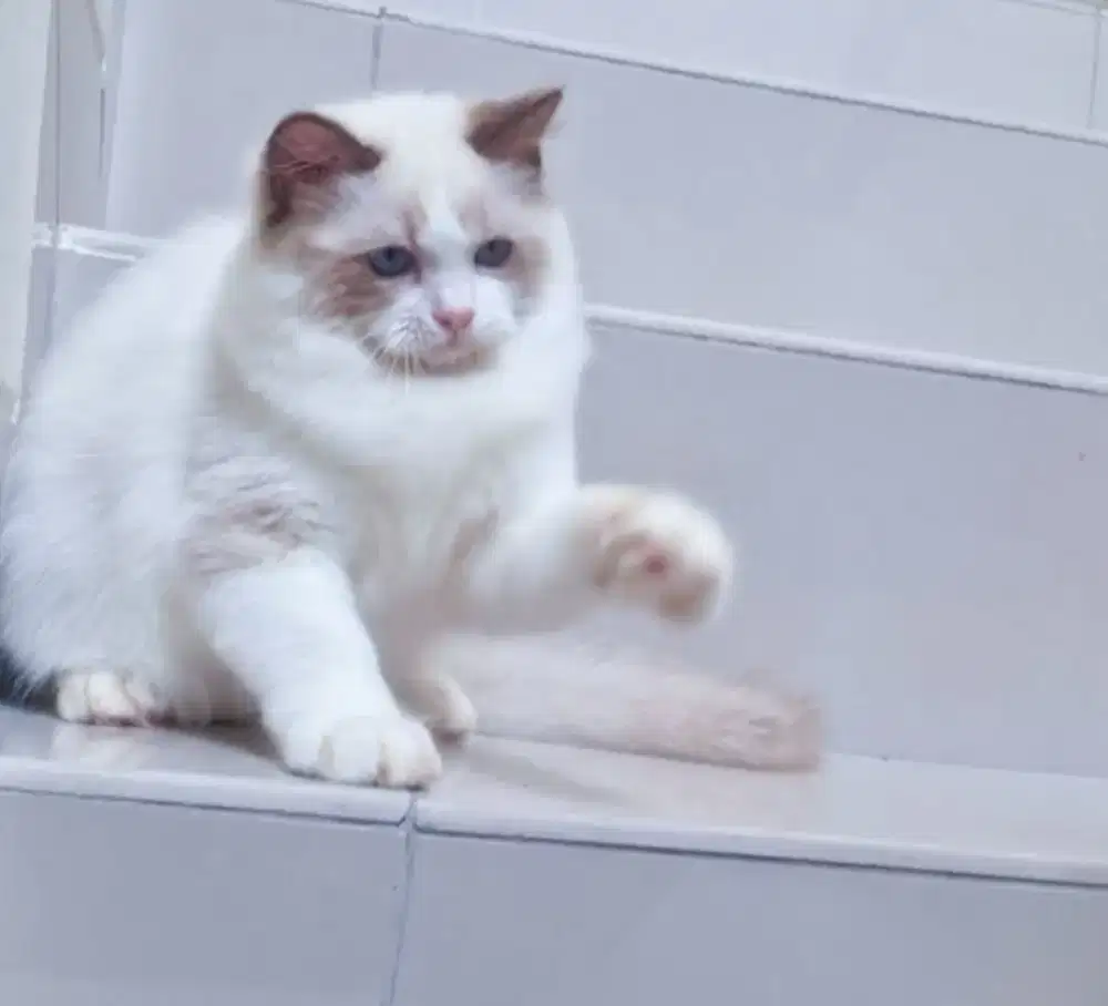 Ragdoll anakan pedigree umur 3 bulan