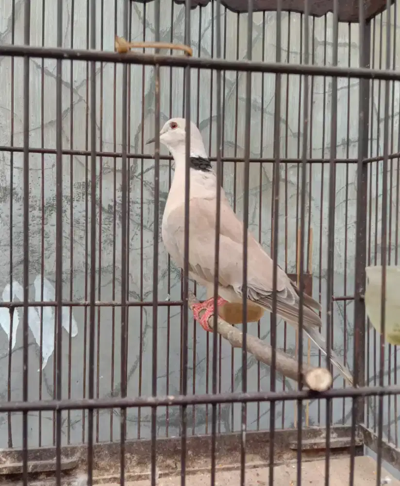 2 Burung Puter Murmer