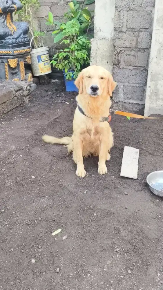 Golden Betina Non stamboom