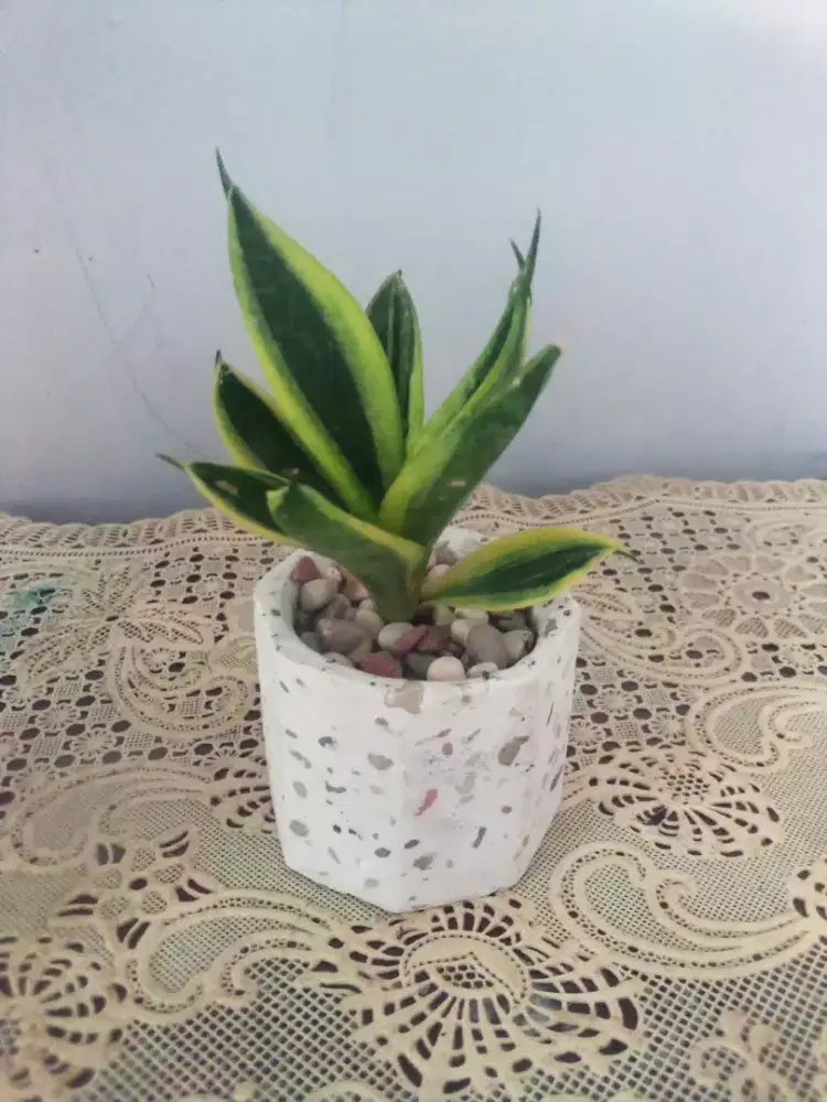 Pot bunga kecil estetice