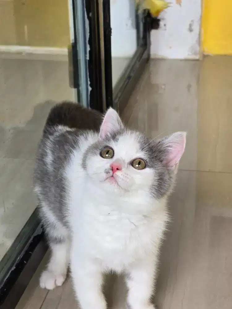 Kucing british shorthair bsh british shorthair