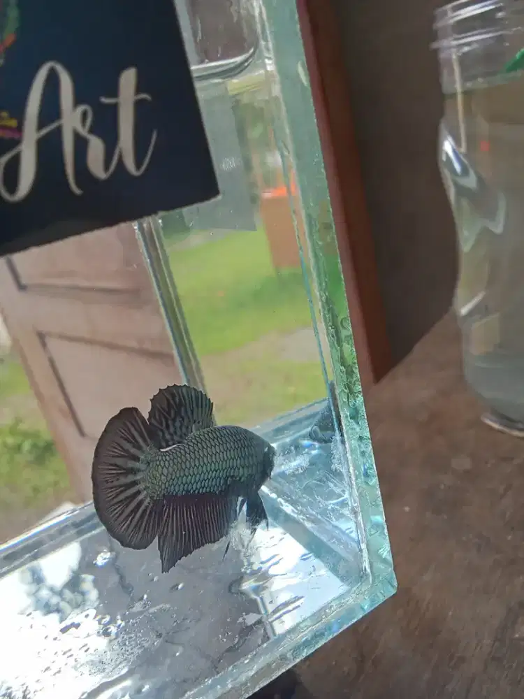 Ikan cupang BLACK SAMURAI SUPER.