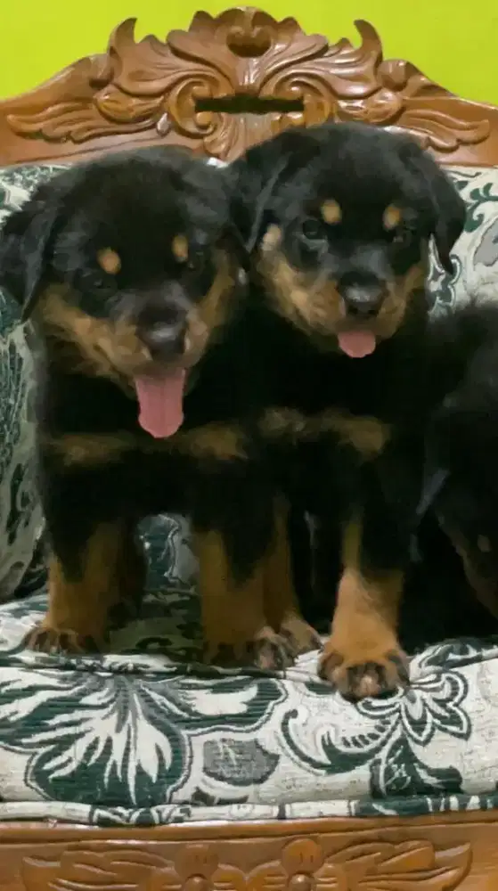 ROTWEILLER puppy