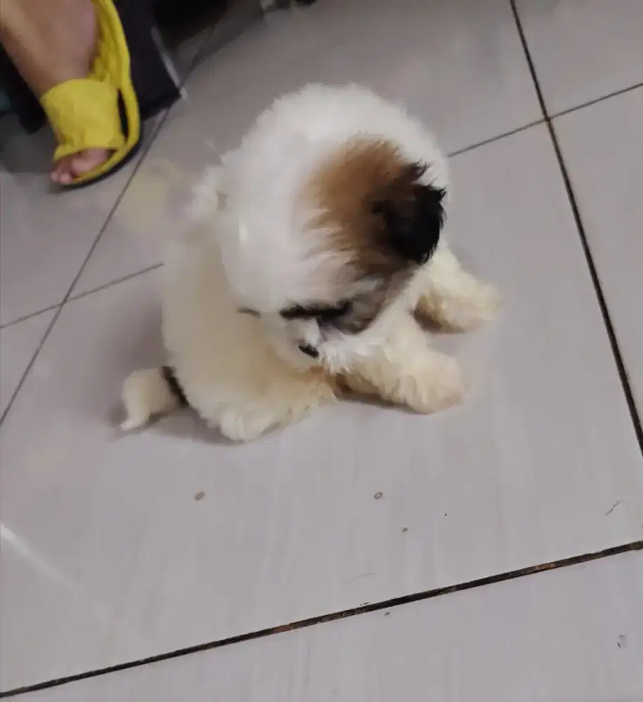 Anak anjing shit tzu 1,5 bln