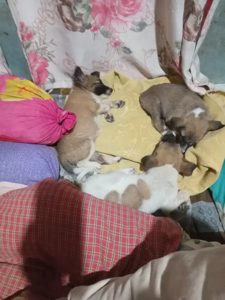 Anak Anjing 80K/Ekor MURAH SEHAT AKTIF