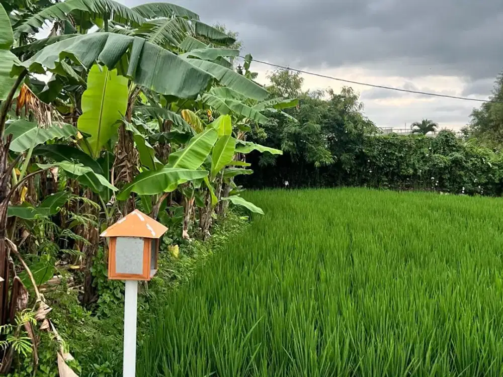 Tanah Murah Area Pantai Berawa Cocok untuk Villa