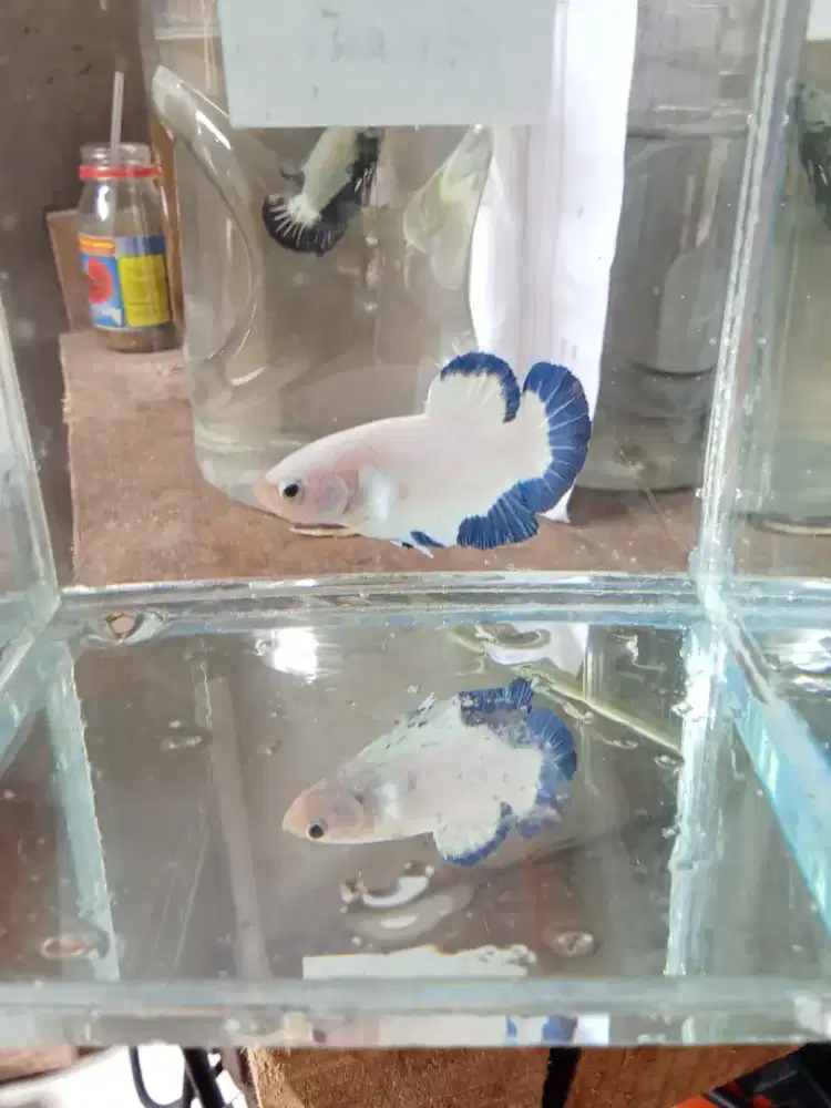 Blue rim cupang LG proses mutasi warna. Usia 2bulan + ukuran besar