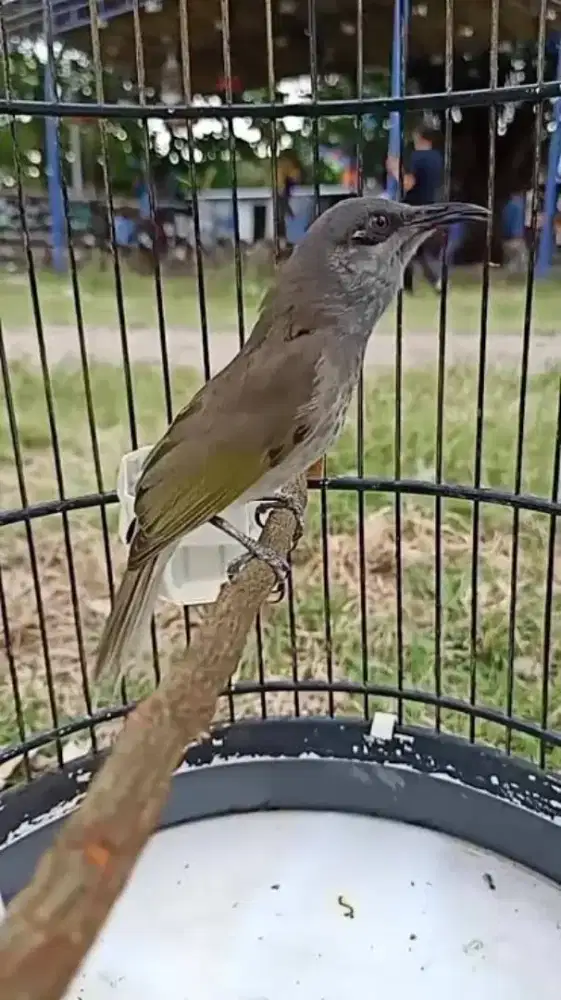 Cucak Kombo Prozpekan