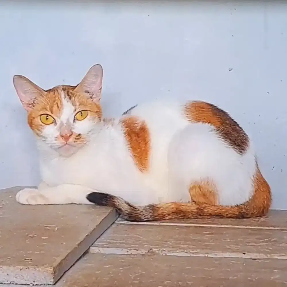 Kucing Calico Betina (domestik)