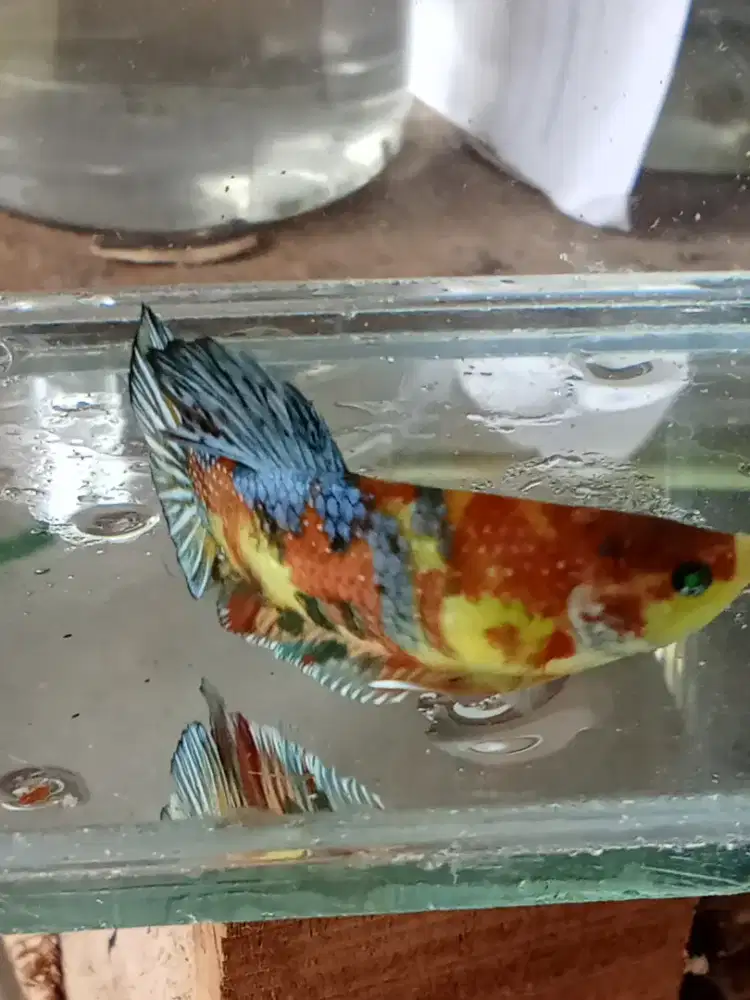 NEON MULTI PK Green eyes