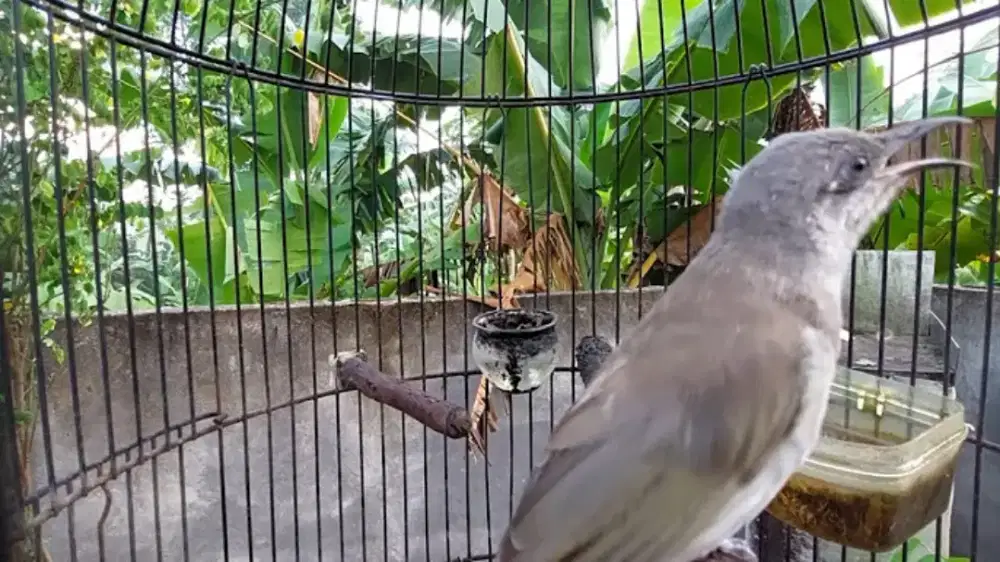 Cucak Kombo Prospekan