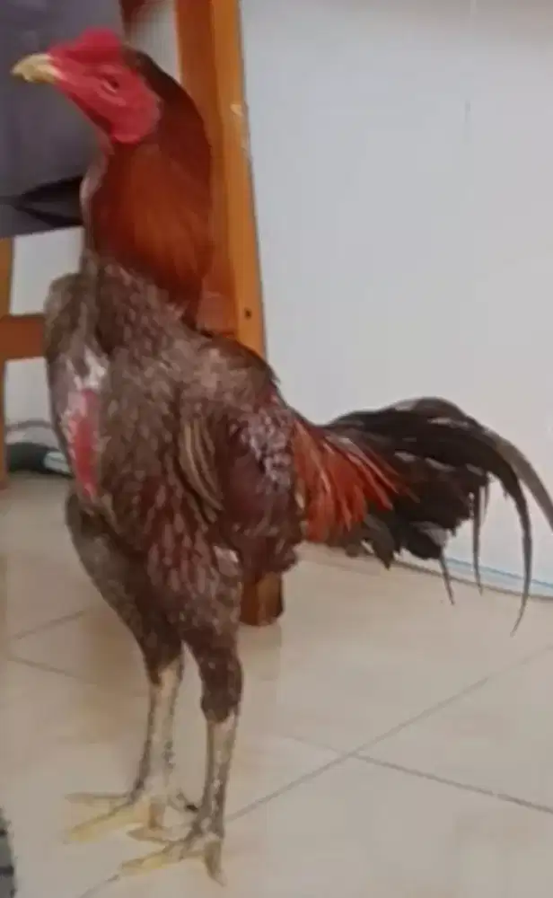 Jago Bk Mangon kelabu api jalu renteng um.-+8bln UK.4,5/5