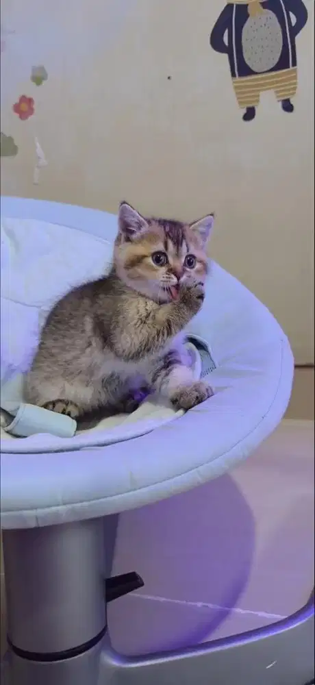 open booking Kucing BSH | Scottish Straight anakan Import