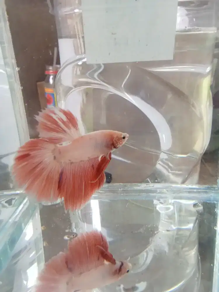 Bahan pink sakura aurora