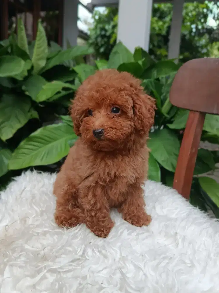 Red Toy poodle stambum vaksin