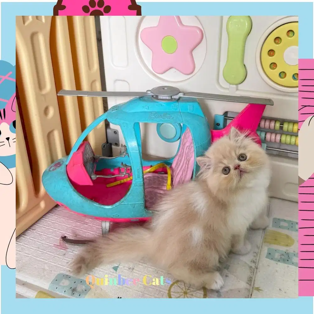 Kucing Persia Peaknose Jantan Cream White / krem