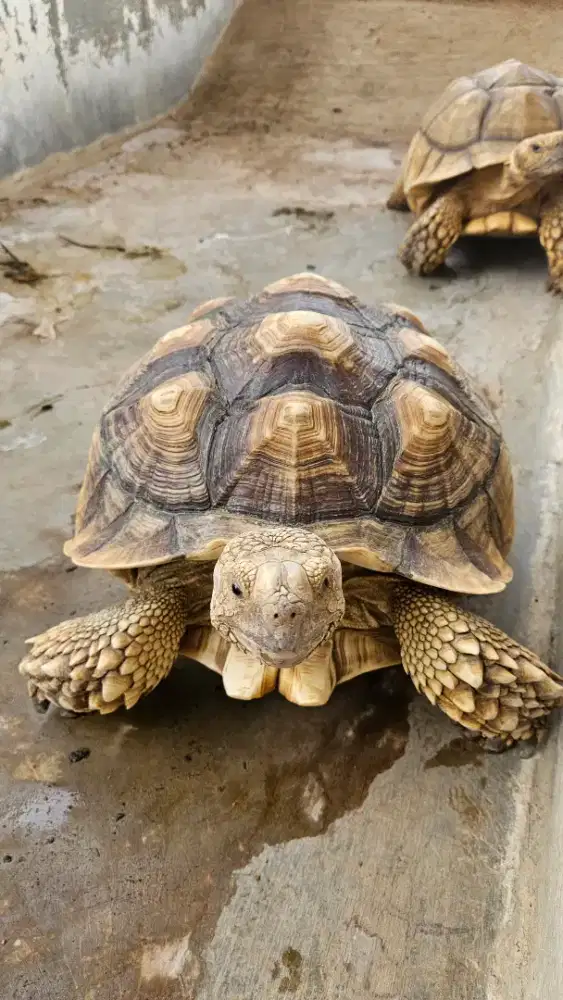 Kura torto sulcata jumbo male jantan indukan 43cm