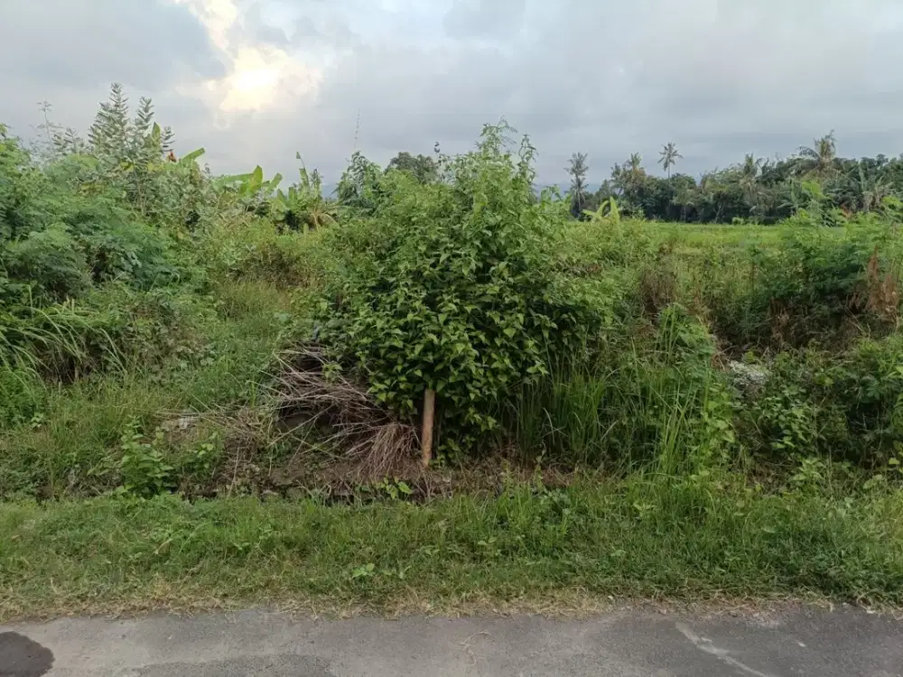 DIJUAL 1 BIDANG TANAH LUAS 200 m² DI KABUPATEN BULELENG – LOKASI STRATEGIS & SIAP BANGUN