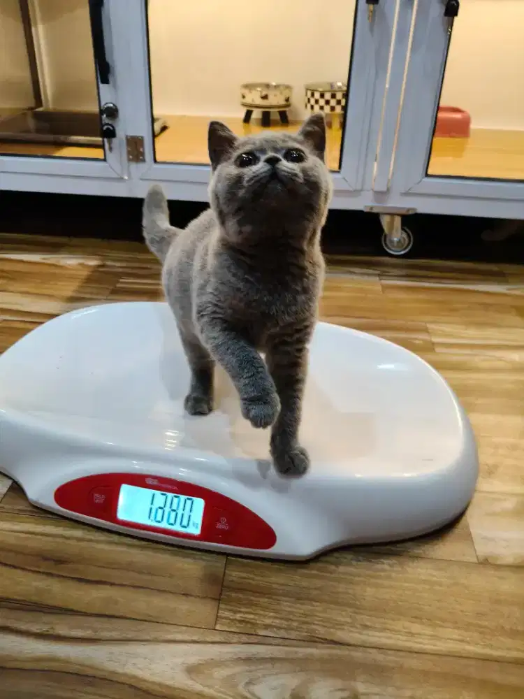 kucing Britis short hair ( BSH )