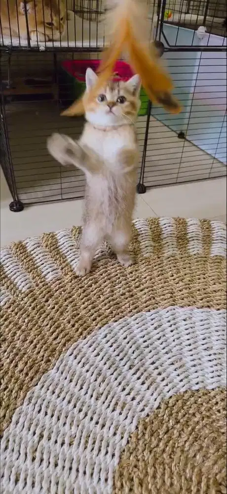 open booking Kucing BSH | Scottish Straight Anakan Import russia