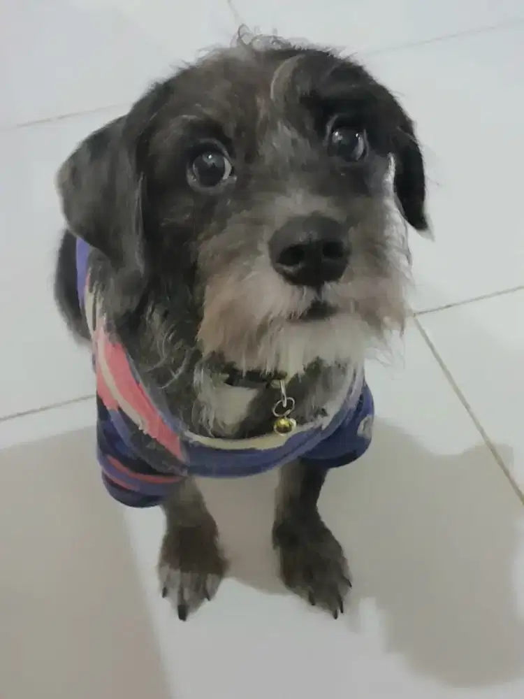 Open Adopt anjing tekel wire hair