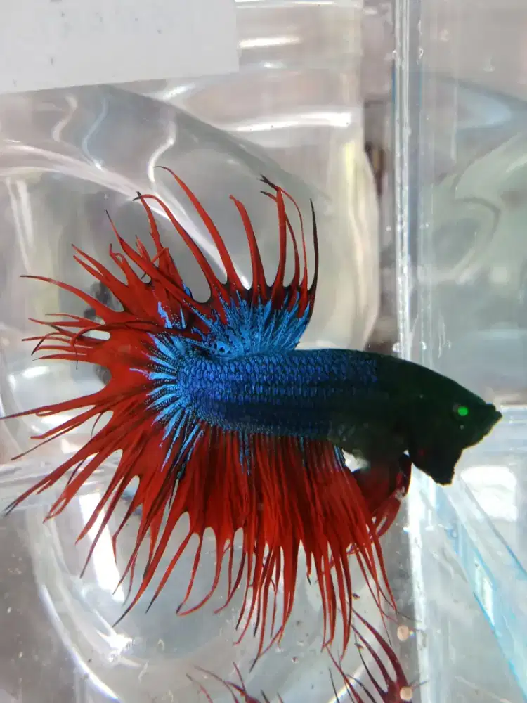 Spesial mascot (hm crontail hulk green eyes)