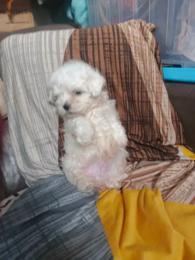 anakan maltis jantan 1.5 bln stb vaksin