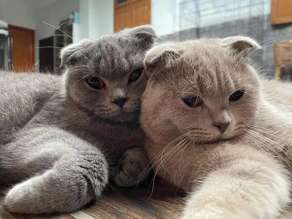 Dijual British Short Hair x Scottish Fold Male Female