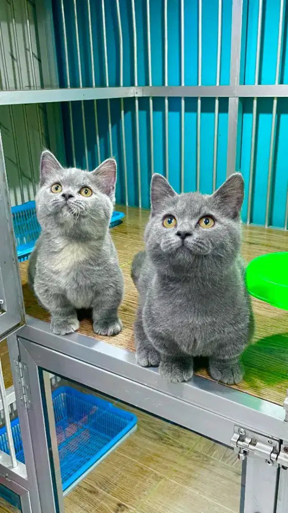 Munchkin BSH jantan dan betina harga beda per ekor