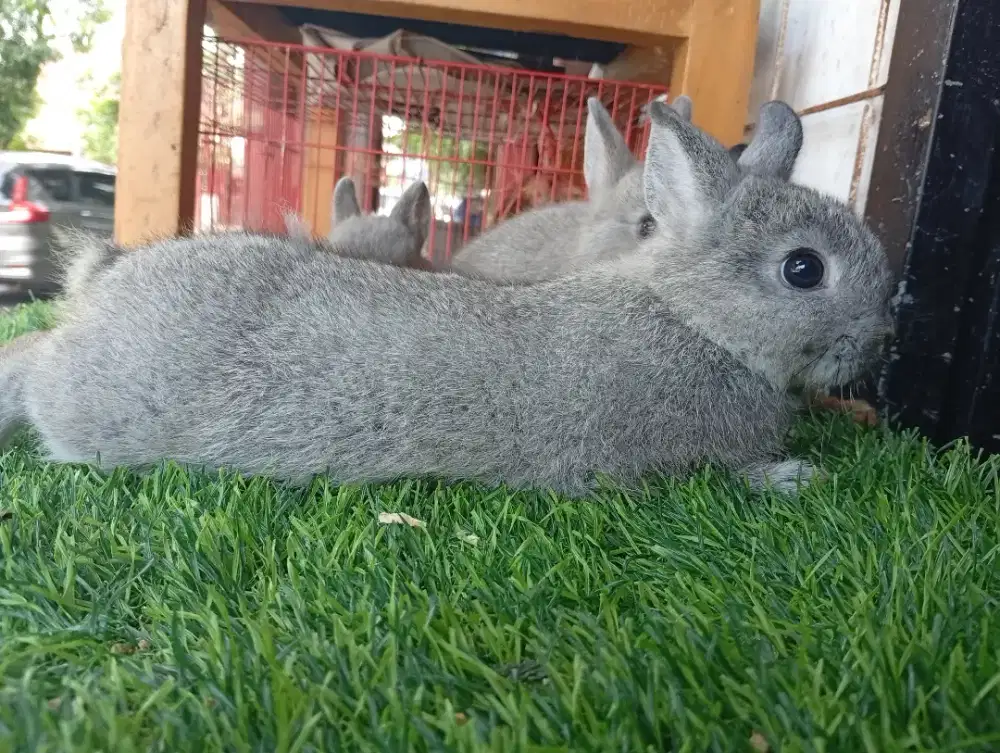 Kelinci NEDHERLAND DWARF (MINI)