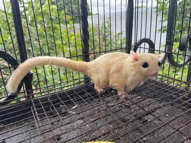 Sugar Glider LEU Leucistic betina