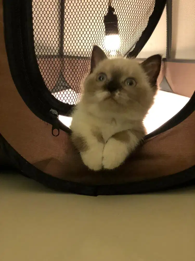 Munchkin bsh ragdoll betina