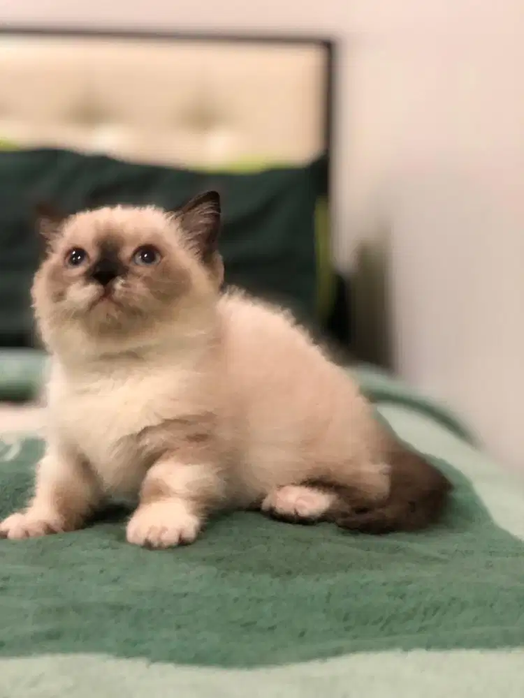 Munchkin bsh ragdoll betina
